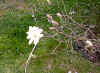 MAGNOLIA.JPG (204877 byte)