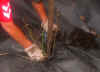roseplantes.jpg (137382 byte)