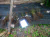 roserpaarad.jpg (146905 byte)