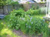 staude0605_3.jpg (180705 byte)